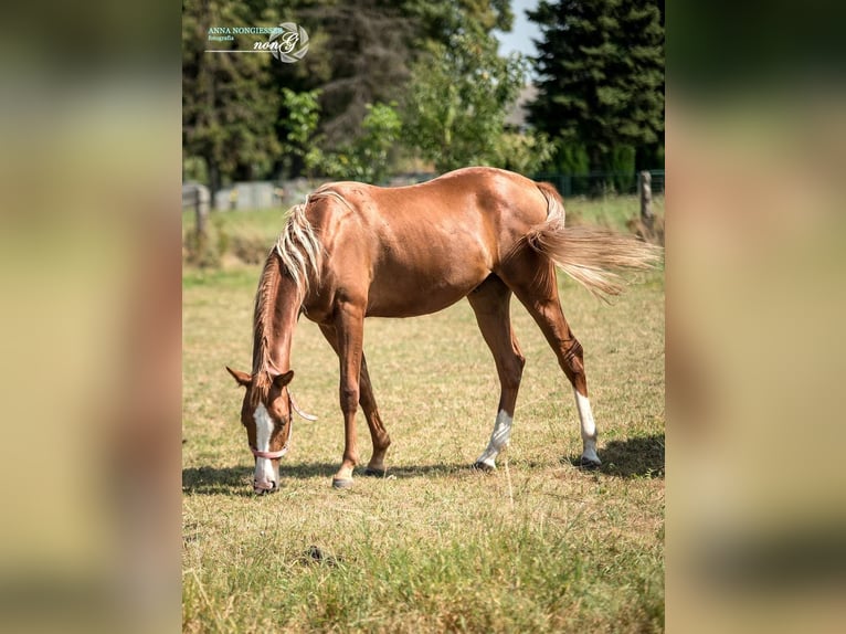 Quarterhäst Valack 2 år 160 cm in Większyce