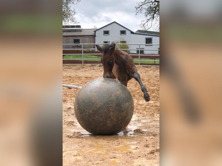 Quarterhäst Valack 3 år 154 cm Grå in Krautscheid