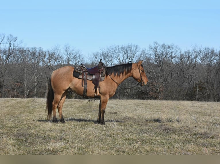 Quarterhäst Valack 4 år 145 cm Black in Sweet Springs MO