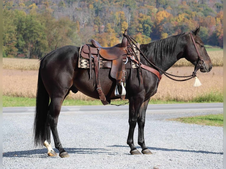 Quarterhäst Valack 4 år 150 cm Brun in Rebersburg, PA