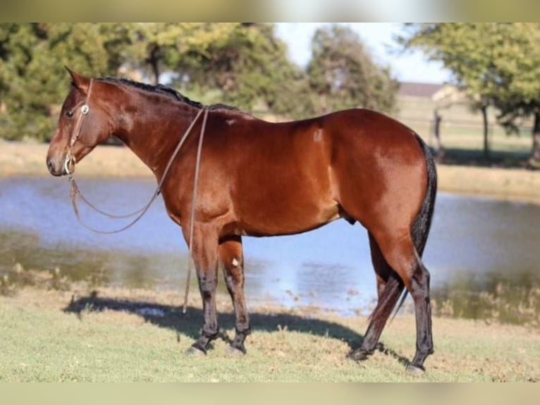 Quarterhäst Valack 4 år 150 cm Brun in Joshua, TX