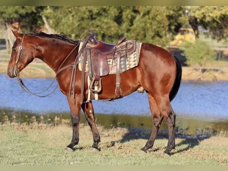 Quarterhäst Valack 4 år 150 cm Brun in Joshua, TX