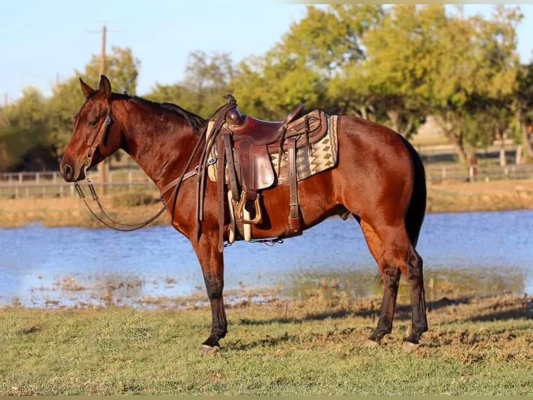 Quarterhäst Valack 4 år 150 cm Brun in Joshua, TX