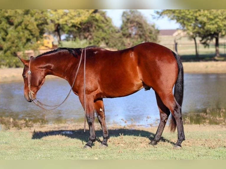 Quarterhäst Valack 4 år 150 cm Brun in Joshua, TX