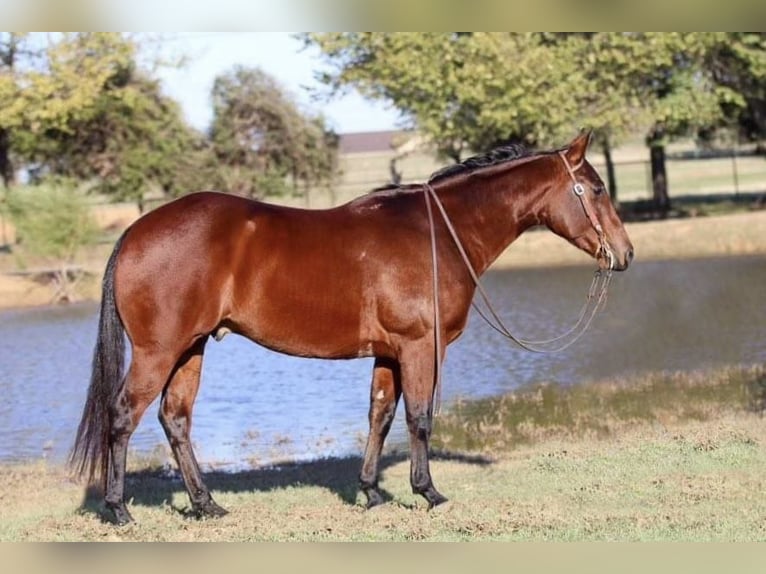 Quarterhäst Valack 4 år 150 cm Brun in Joshua, TX