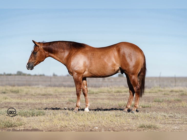 Quarterhäst Valack 4 år 150 cm Fux med ål in Canyon, TX