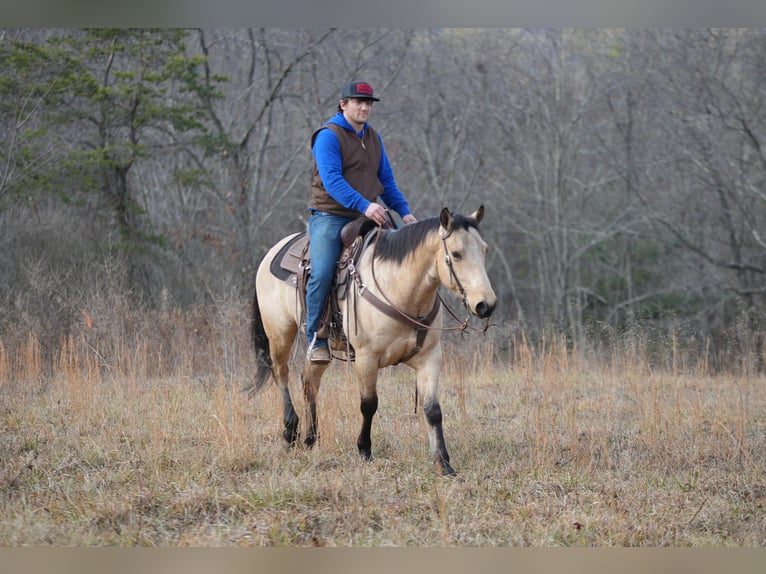 Quarterhäst Valack 4 år 150 cm Gulbrun in Needmore