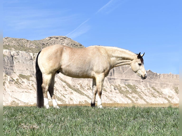 Quarterhäst Valack 4 år 150 cm Gulbrun in Bayard, Nebraska