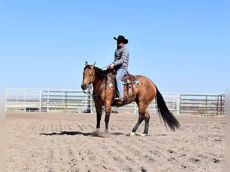 Quarterhäst Valack 4 år 150 cm Gulbrun in Bayard Nebrasak