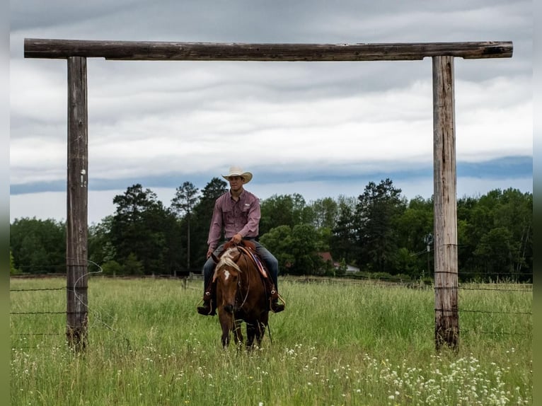 Quarterhäst Valack 4 år 150 cm Palomino in Nevis, MN