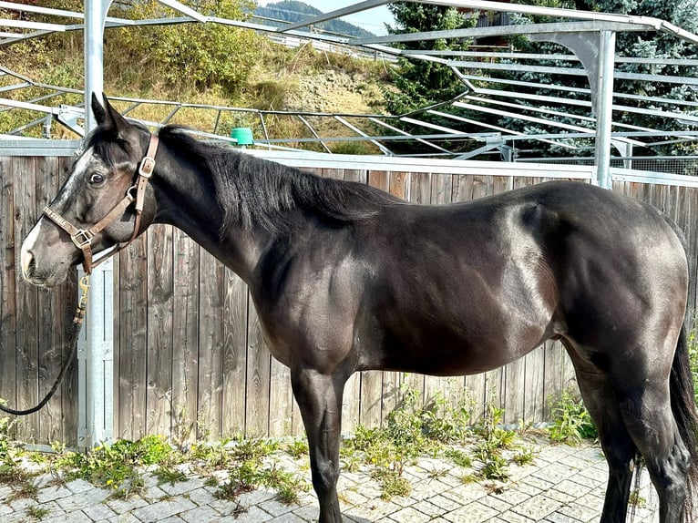 Quarterhäst Valack 4 år 150 cm Svart in Sankt Leonhard in Passeier
