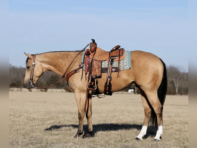 Quarterhäst Valack 4 år 152 cm Gulbrun in Buffalo