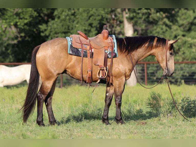 Quarterhäst Valack 4 år 152 cm Gulbrun in Joshua, TX