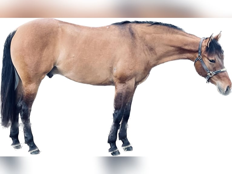 Quarterhäst Valack 4 år 152 cm Gulbrun in Reggio Emilia