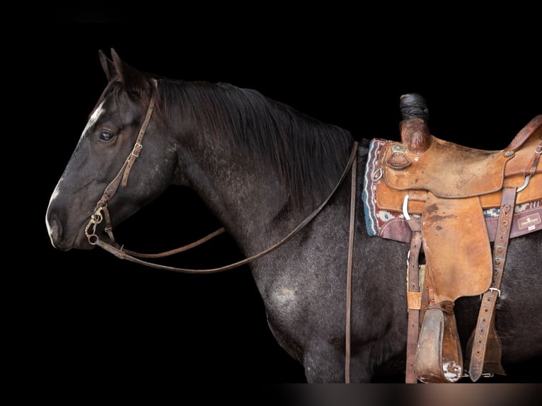 Quarterhäst Valack 4 år 152 cm Konstantskimmel in Decorah
