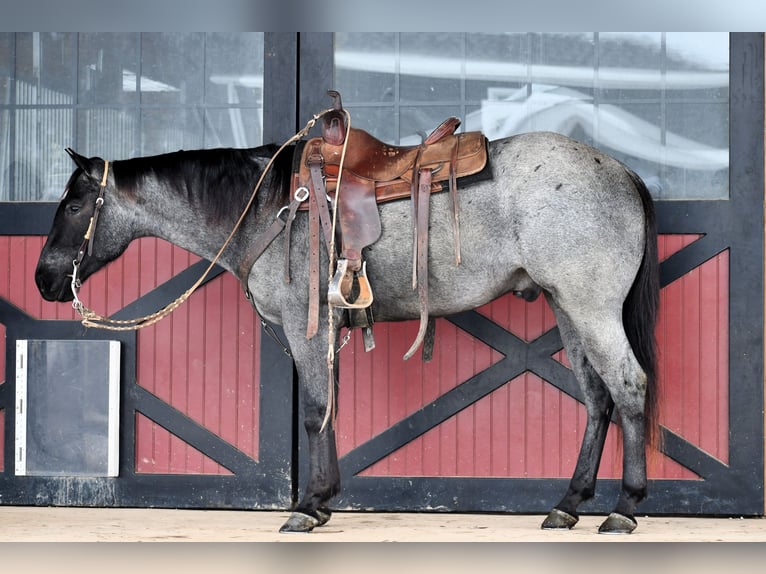 Quarterhäst Valack 4 år 152 cm Konstantskimmel in Rebersburg, PA