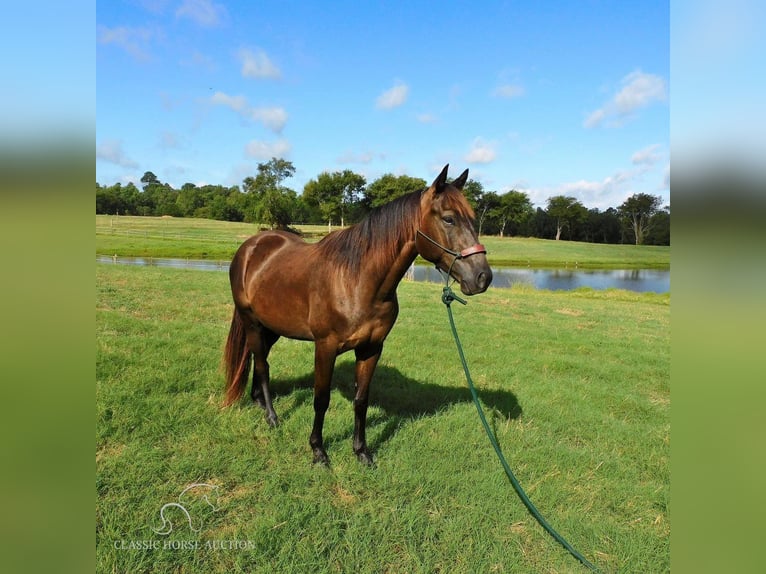 Quarterhäst Valack 4 år 152 cm Svart in New Summerfield, TX