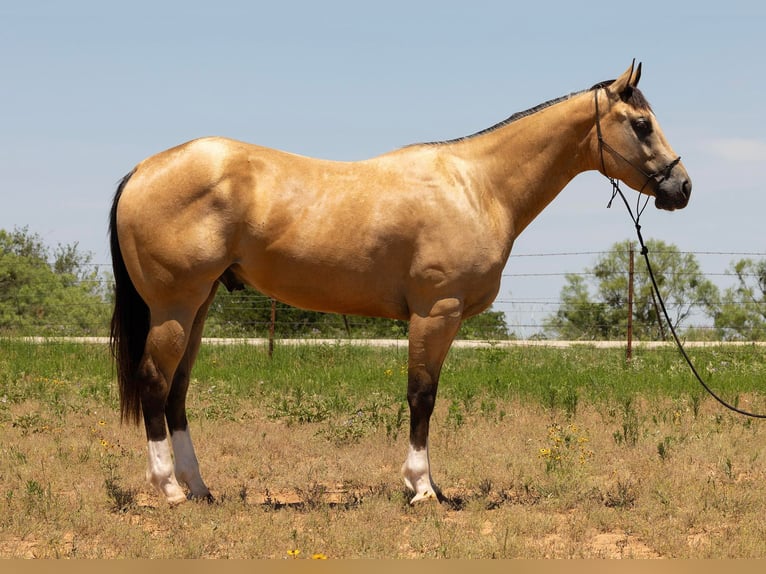 Quarterhäst Valack 4 år 155 cm Gulbrun in Byers TX