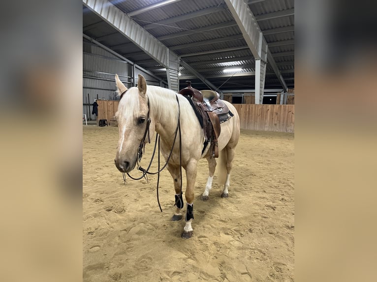 Quarterhäst Valack 4 år 155 cm Palomino in Marbach