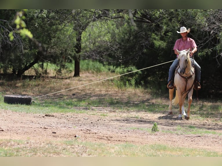 Quarterhäst Valack 4 år 155 cm Palomino in Joshua, TX