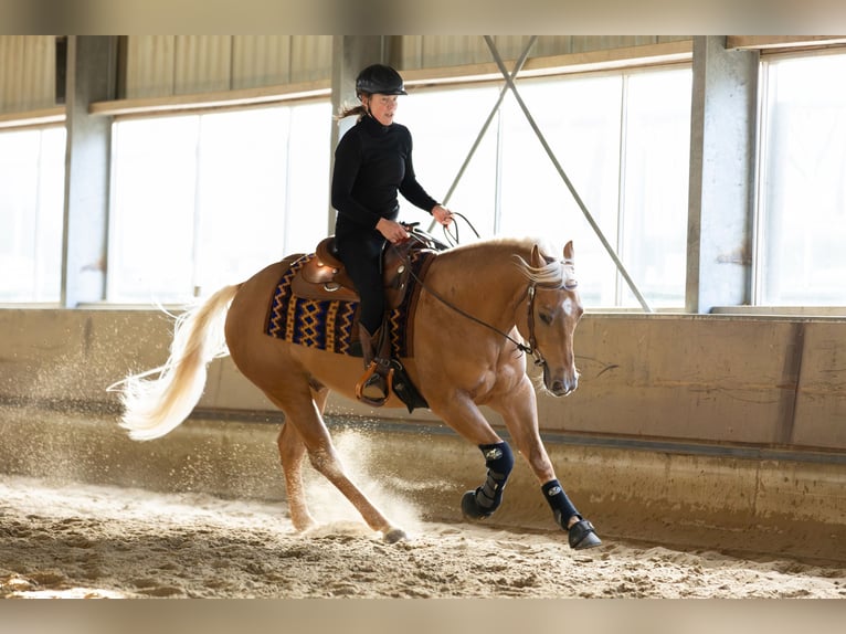 Quarterhäst Valack 4 år 155 cm Palomino in Amsterdam