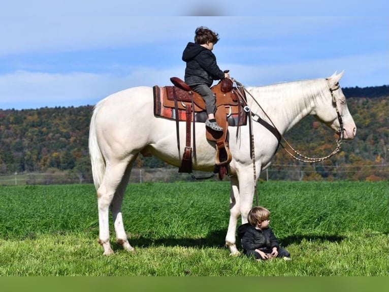 Quarterhäst Valack 4 år 157 cm Cremello in Rebersburg, PA