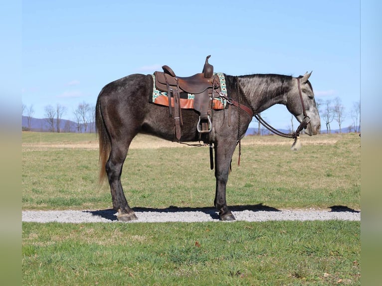 Quarterhäst Valack 4 år 157 cm Grå in Rebersburg