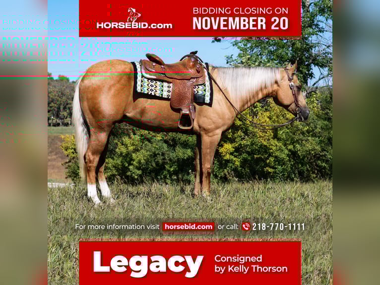 Quarterhäst Valack 4 år 157 cm Palomino in Fergus Falls, MN
