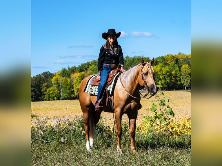 Quarterhäst Valack 4 år 157 cm Palomino in Fergus Falls, MN