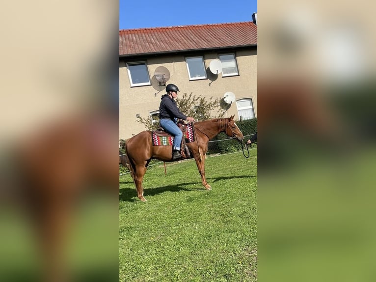 Quarterhäst Valack 4 år 160 cm fux in Tarnow