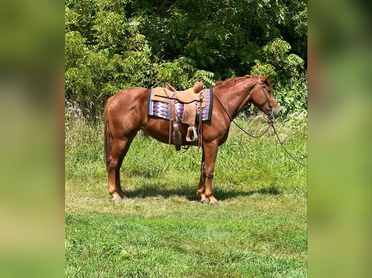 Quarterhäst Valack 4 år 163 cm Fux in Van Horne IA