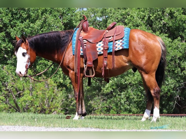 Quarterhäst Valack 5 år 142 cm Brun in Jacksboro, TX