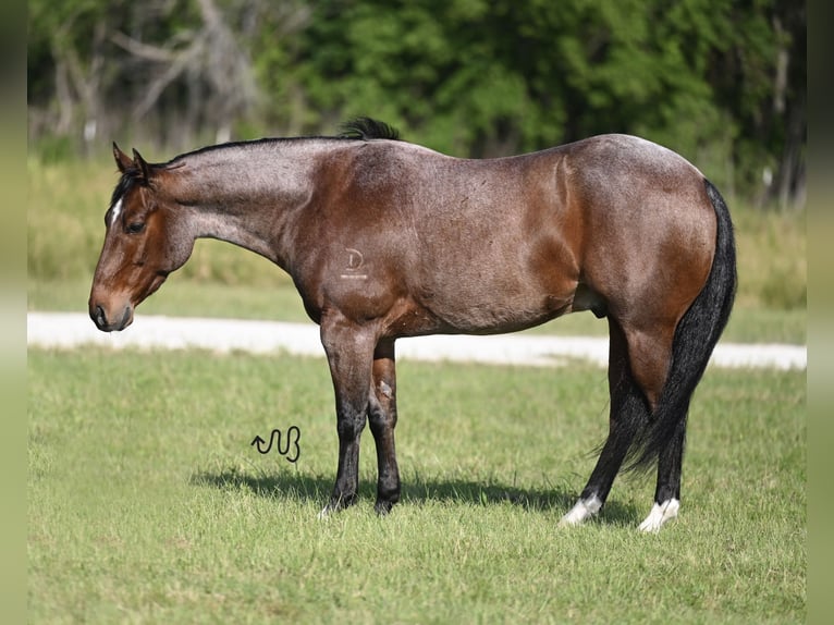 Quarterhäst Valack 5 år 145 cm Brunskimmel in Waco, TX