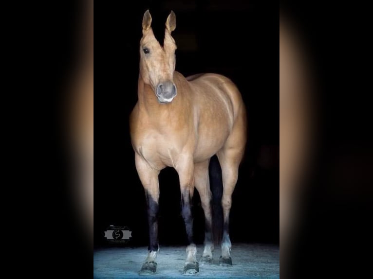 Quarterhäst Valack 5 år 147 cm Gulbrun in Sonora Ky