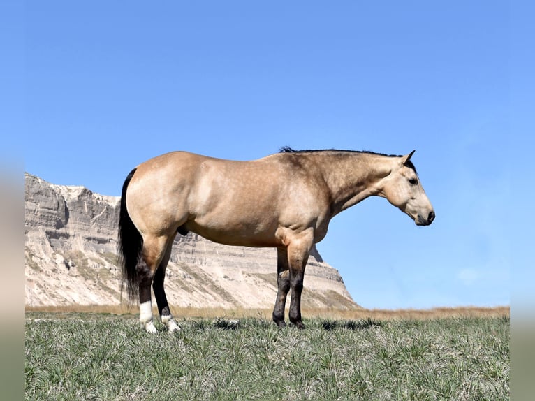 Quarterhäst Valack 5 år 147 cm Gulbrun in Bayard, Nebraska