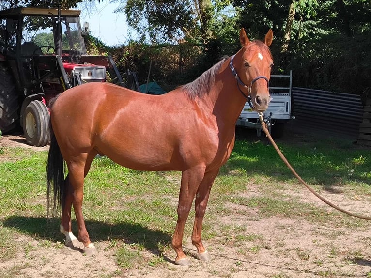 Quarterhäst Valack 5 år 148 cm fux in Nahrendorf