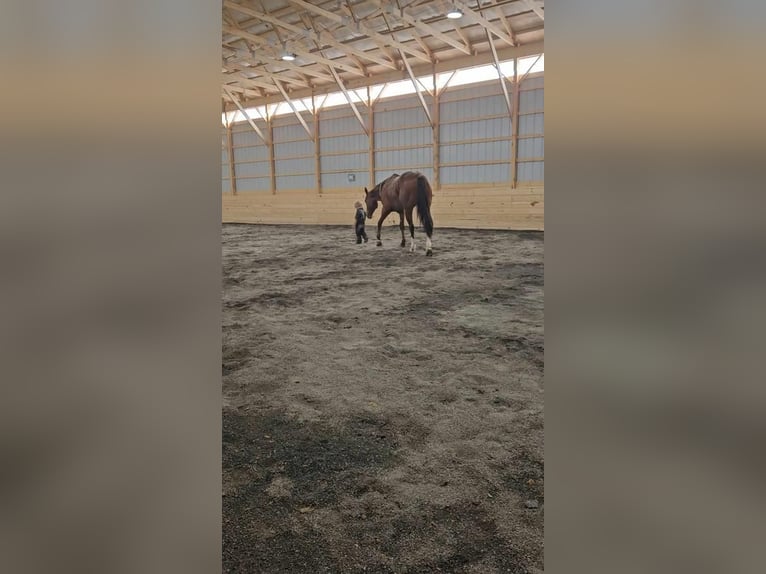 Quarterhäst Valack 5 år 150 cm Brun in Rebersburg