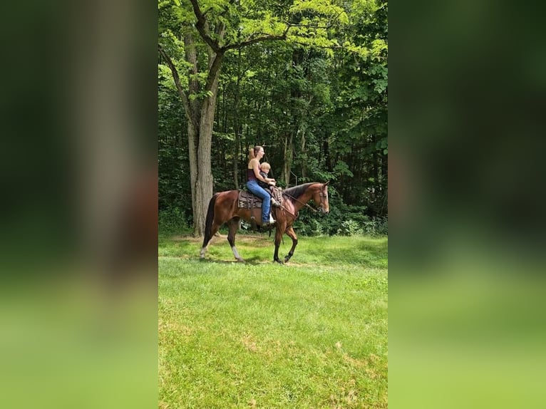 Quarterhäst Valack 5 år 150 cm Brun in Rebersburg