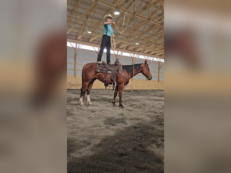 Quarterhäst Valack 5 år 150 cm Brun in Rebersburg