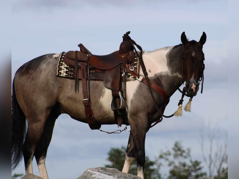 Quarterhäst Blandning Valack 5 år 150 cm Brunskimmel in Rebersburg, PA
