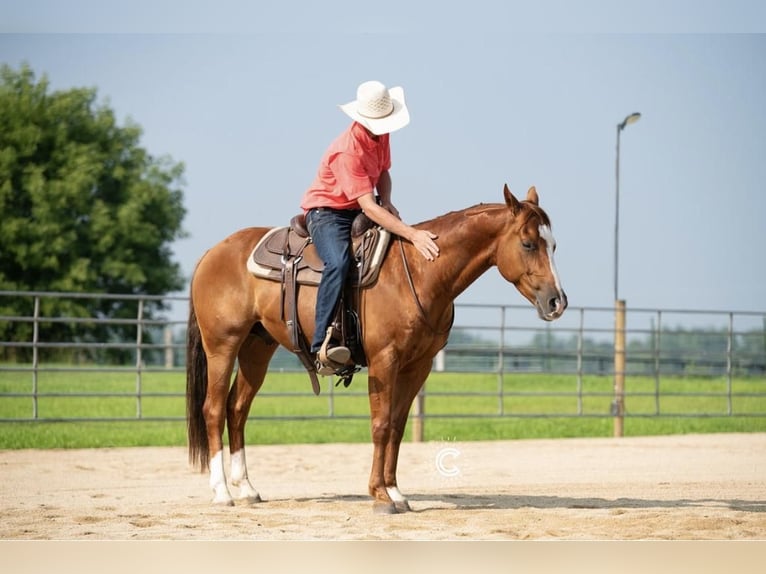 Quarterhäst Valack 5 år 150 cm Fux in Valley Springs, SD
