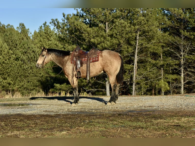 Quarterhäst Valack 5 år 150 cm Gulbrun in Sweet Springs, MO