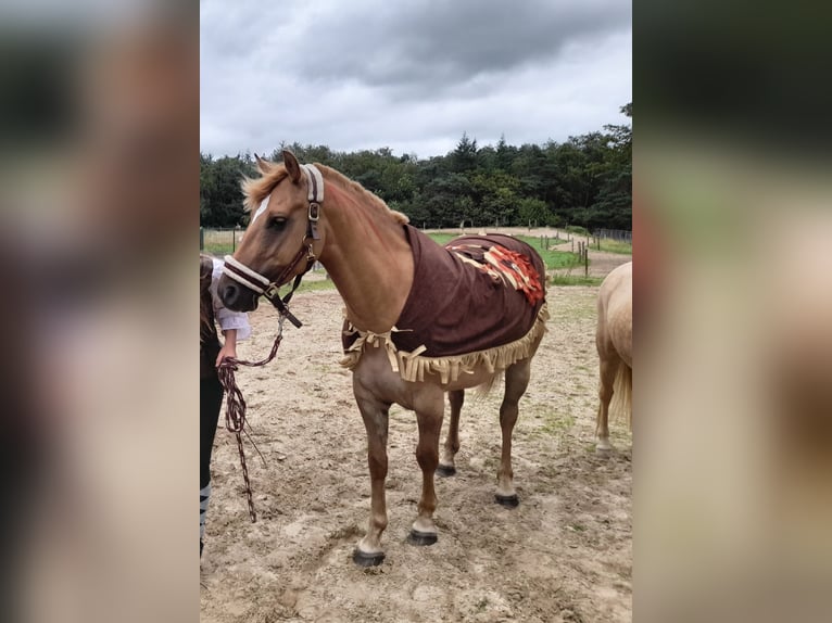 Quarterhäst Blandning Valack 5 år 150 cm Ljusbrun in Helmond