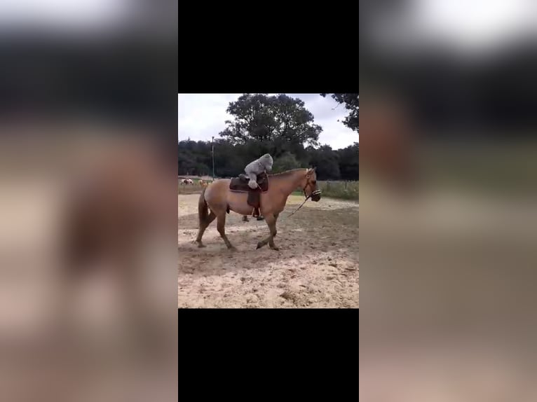 Quarterhäst Blandning Valack 5 år 150 cm Ljusbrun in Helmond