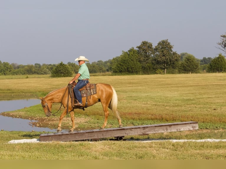 Quarterhäst Valack 5 år 150 cm Palomino in Buffalo, MO