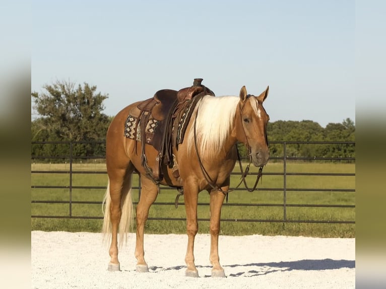 Quarterhäst Valack 5 år 150 cm Palomino in Buffalo, MO