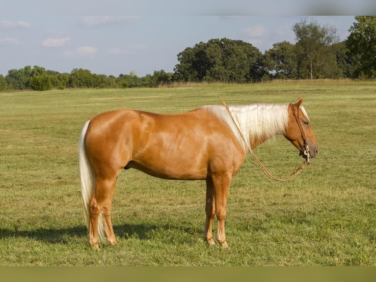 Quarterhäst Valack 5 år 150 cm Palomino in Buffalo, MO