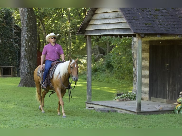 Quarterhäst Valack 5 år 150 cm Palomino in Buffalo, MO