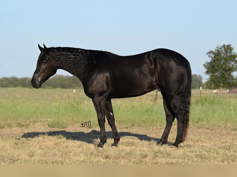 Quarterhäst Valack 5 år 150 cm Svart in Waco