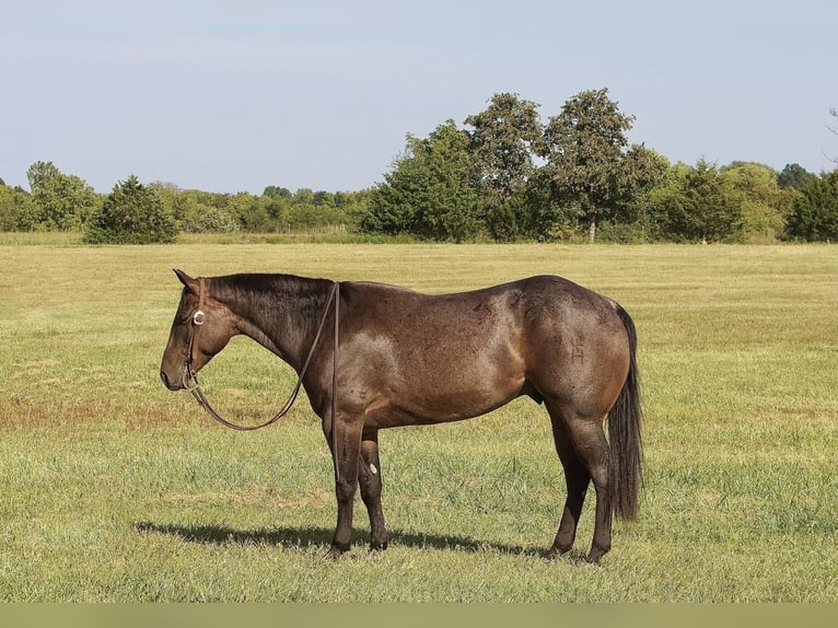 Quarterhäst Valack 5 år 152 cm Brunskimmel in Buffalo, MO